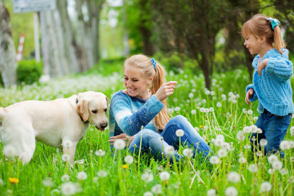 Last Minute mit Hund Hund nach Holland >> Angebote sichern