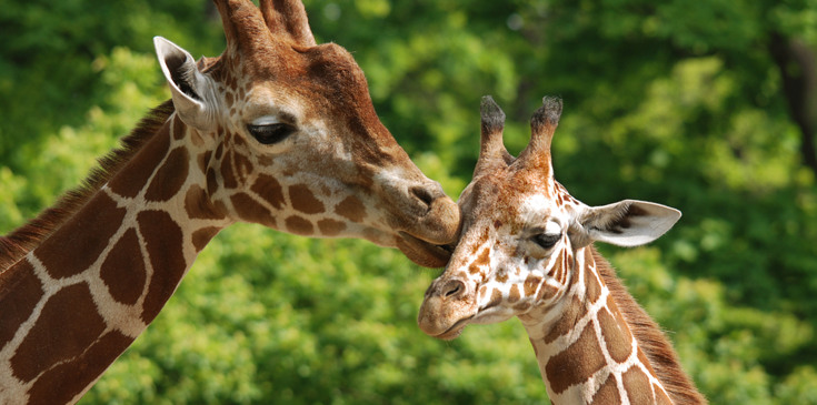 Wildlands Adventure Zoo Wildlands Adventure Zoo
