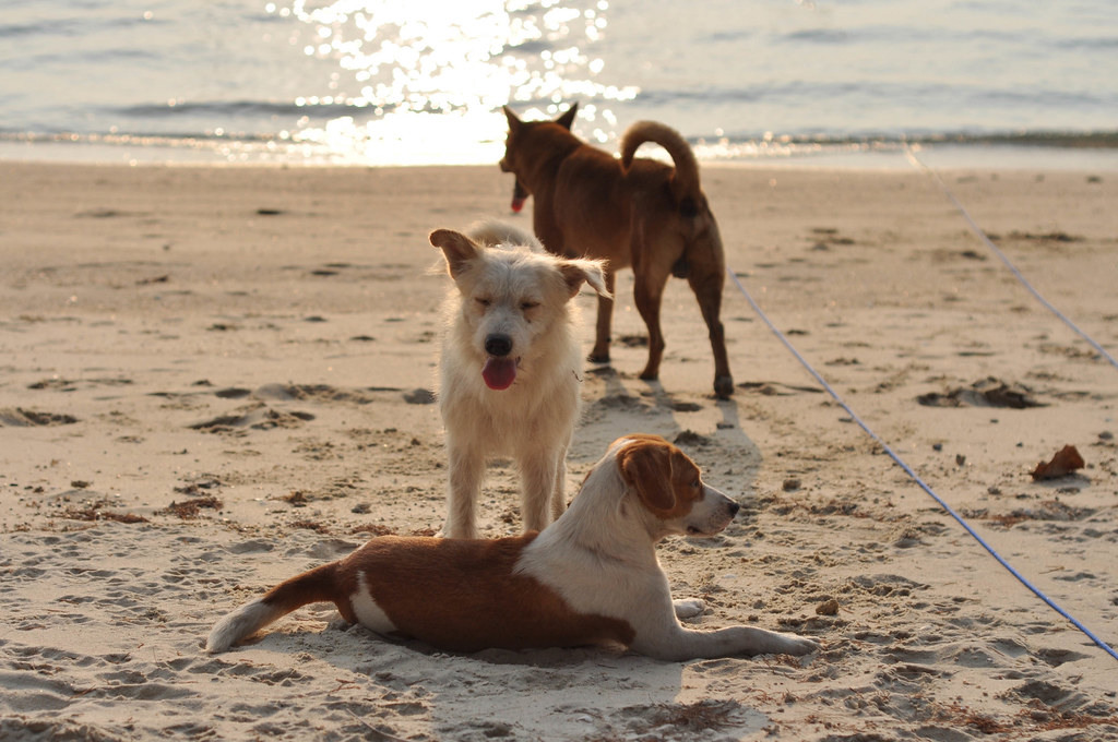 Last Minute mit Hund Hund nach Holland >> Angebote sichern