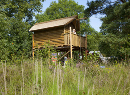 Kampeerplaats met boomhut RCN de Roggeberg